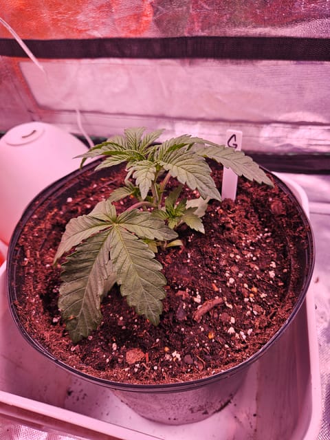 gary poppins — vegetative, day 22