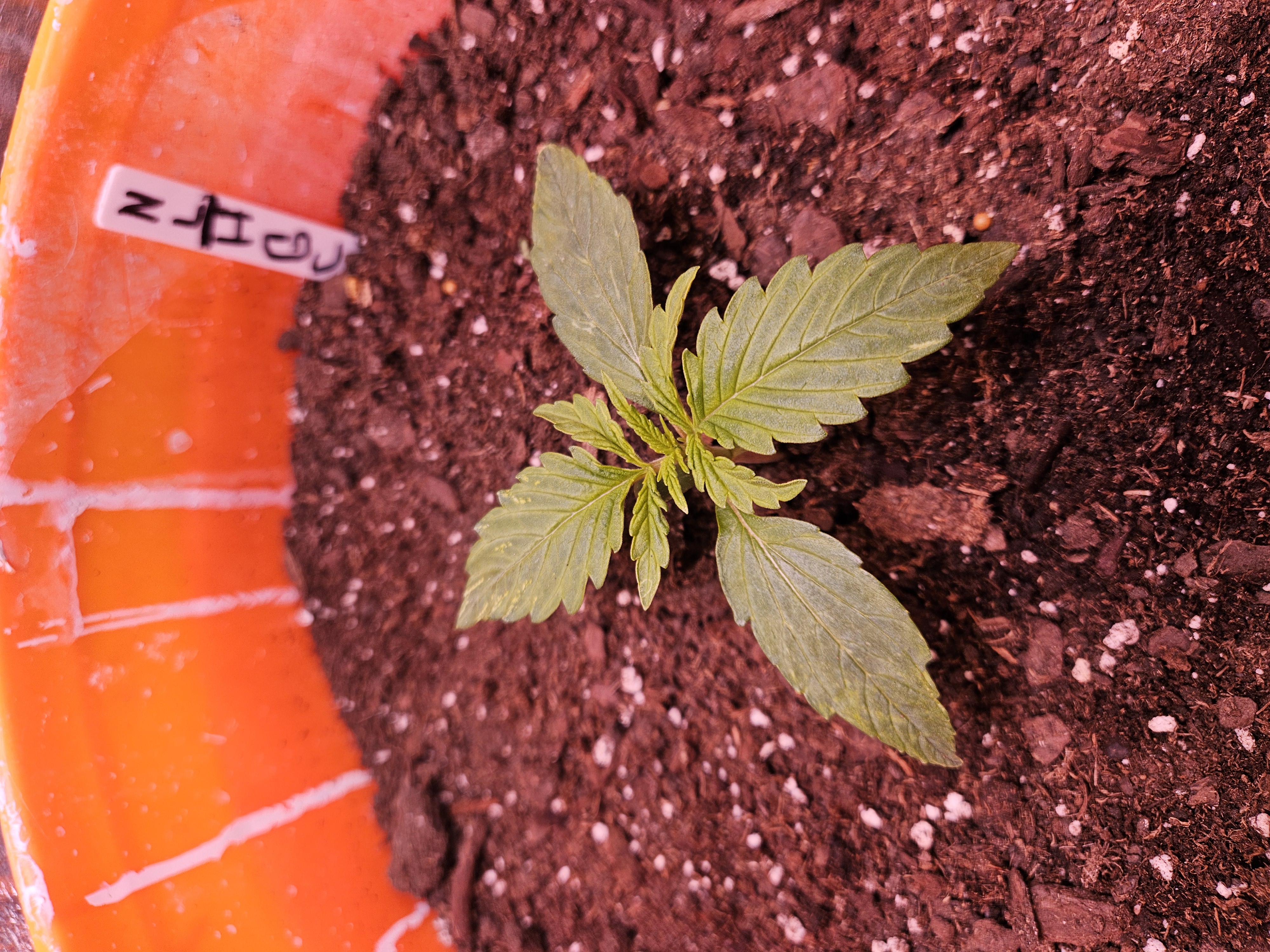 gary poppins — vegetative, day 22