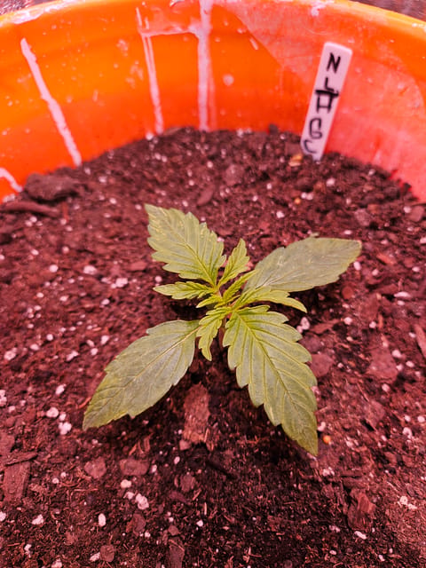 gary poppins — vegetative, day 22