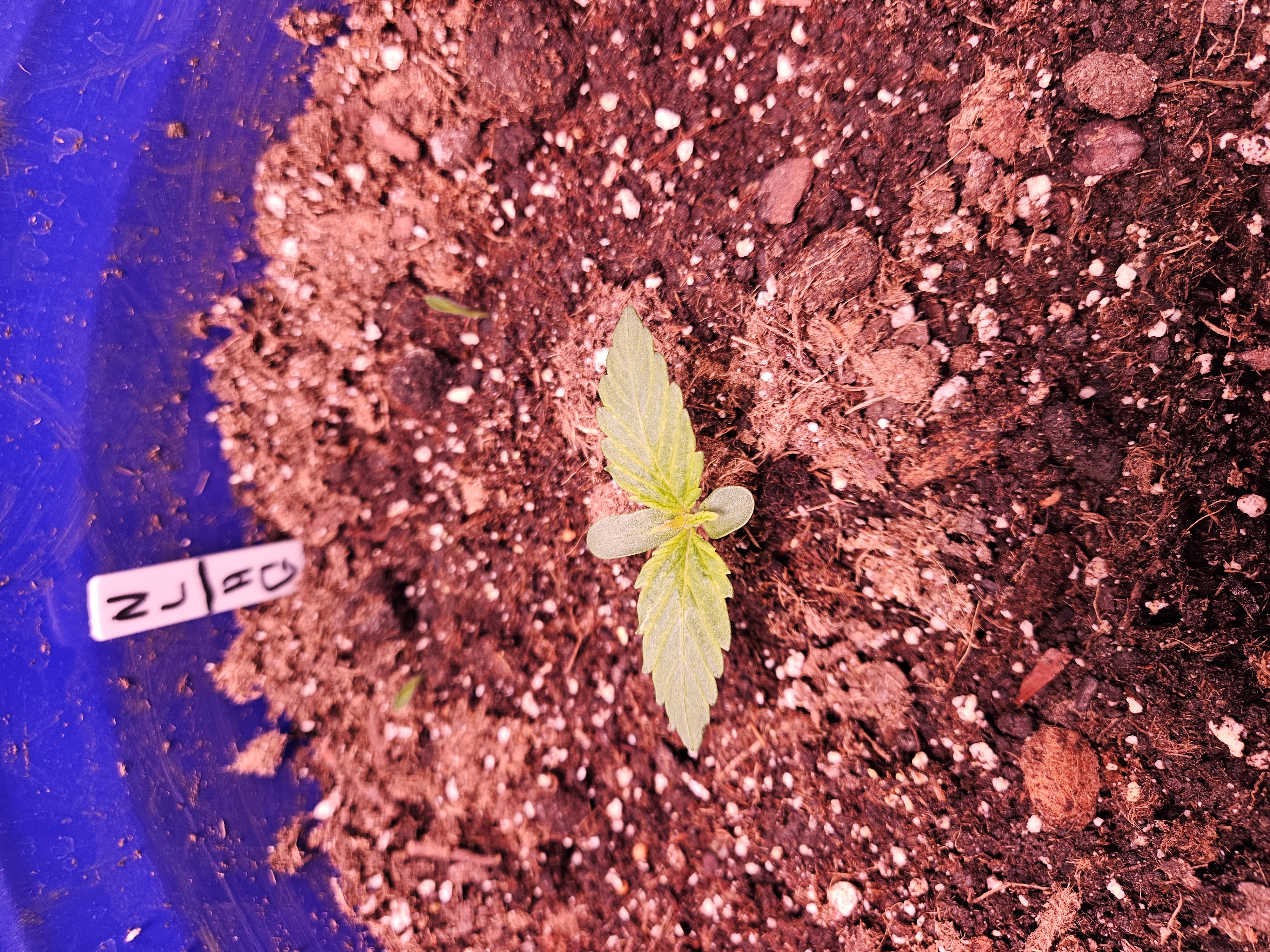 gary poppins — vegetative, day 22