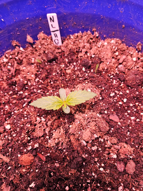 gary poppins — vegetative, day 22