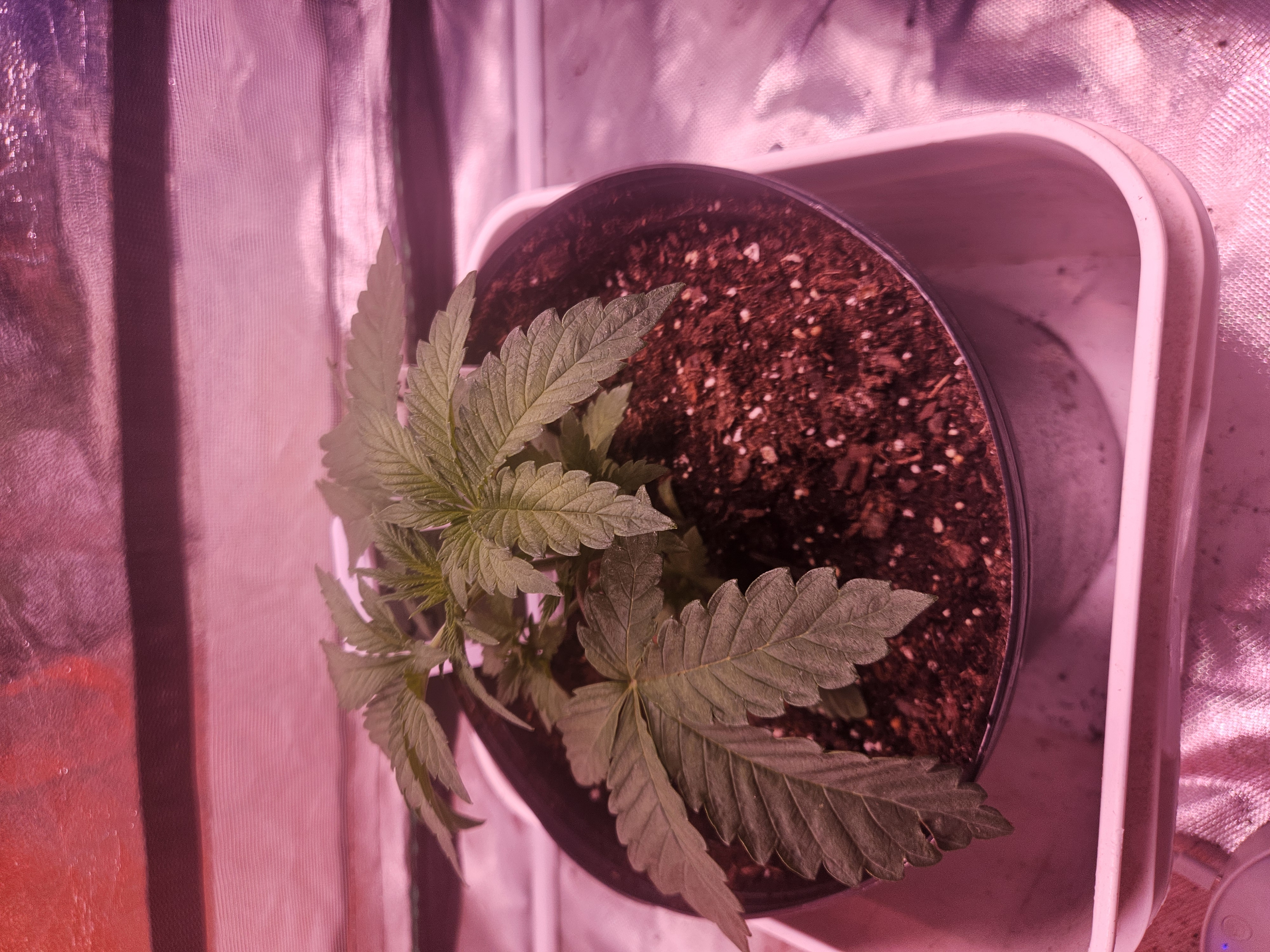 gary poppins — vegetative, day 24