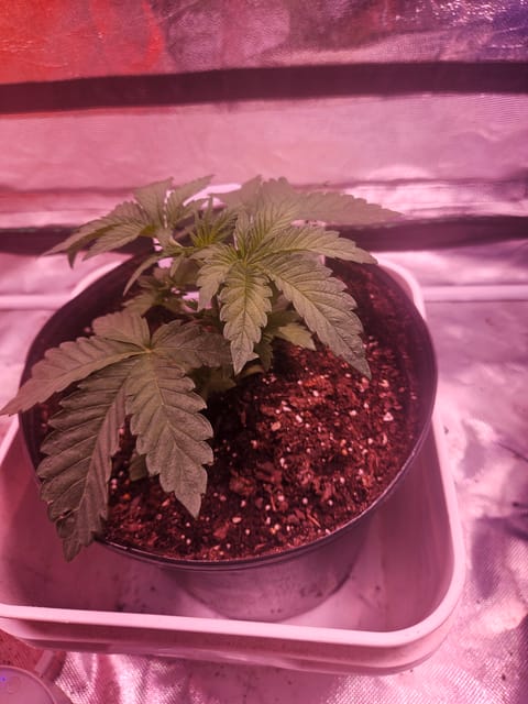 gary poppins — vegetative, day 24