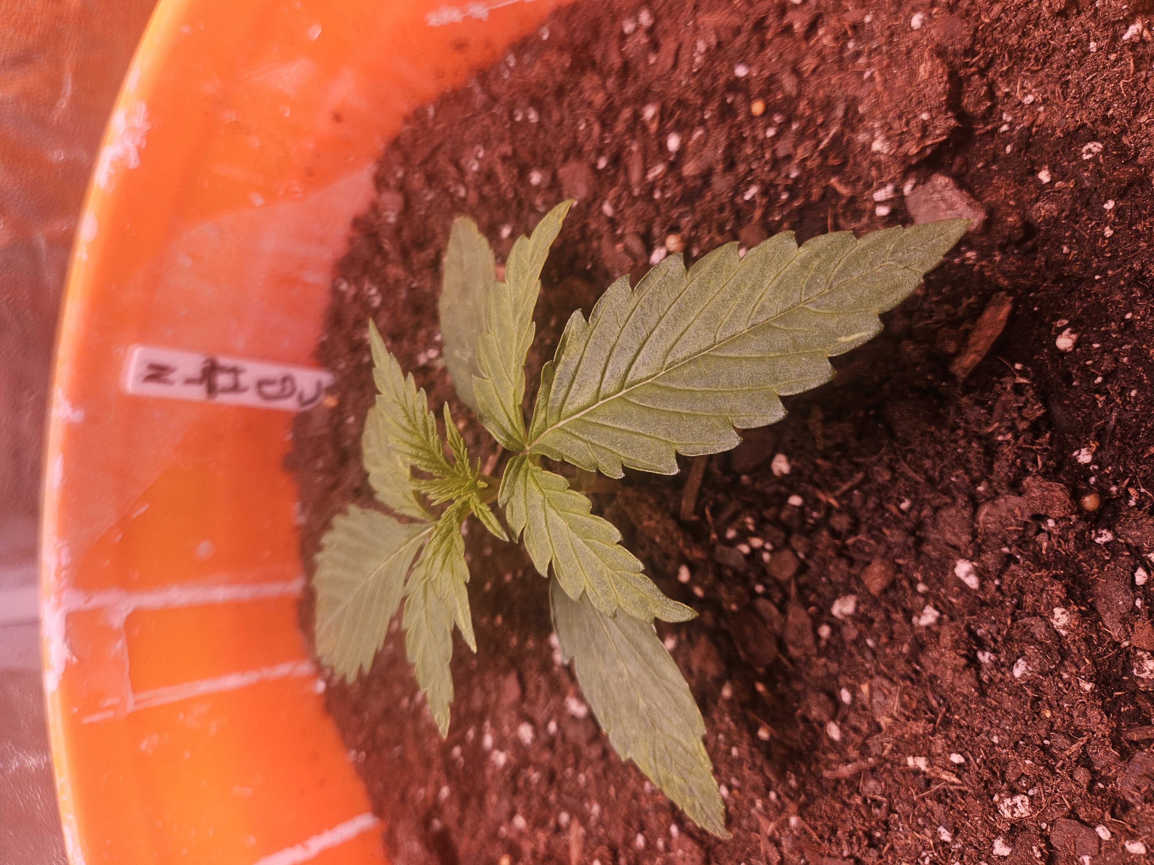 gary poppins — vegetative, day 24