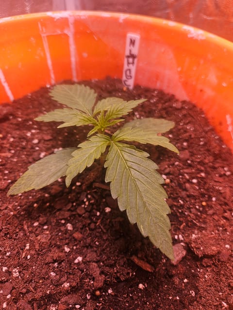 gary poppins — vegetative, day 24
