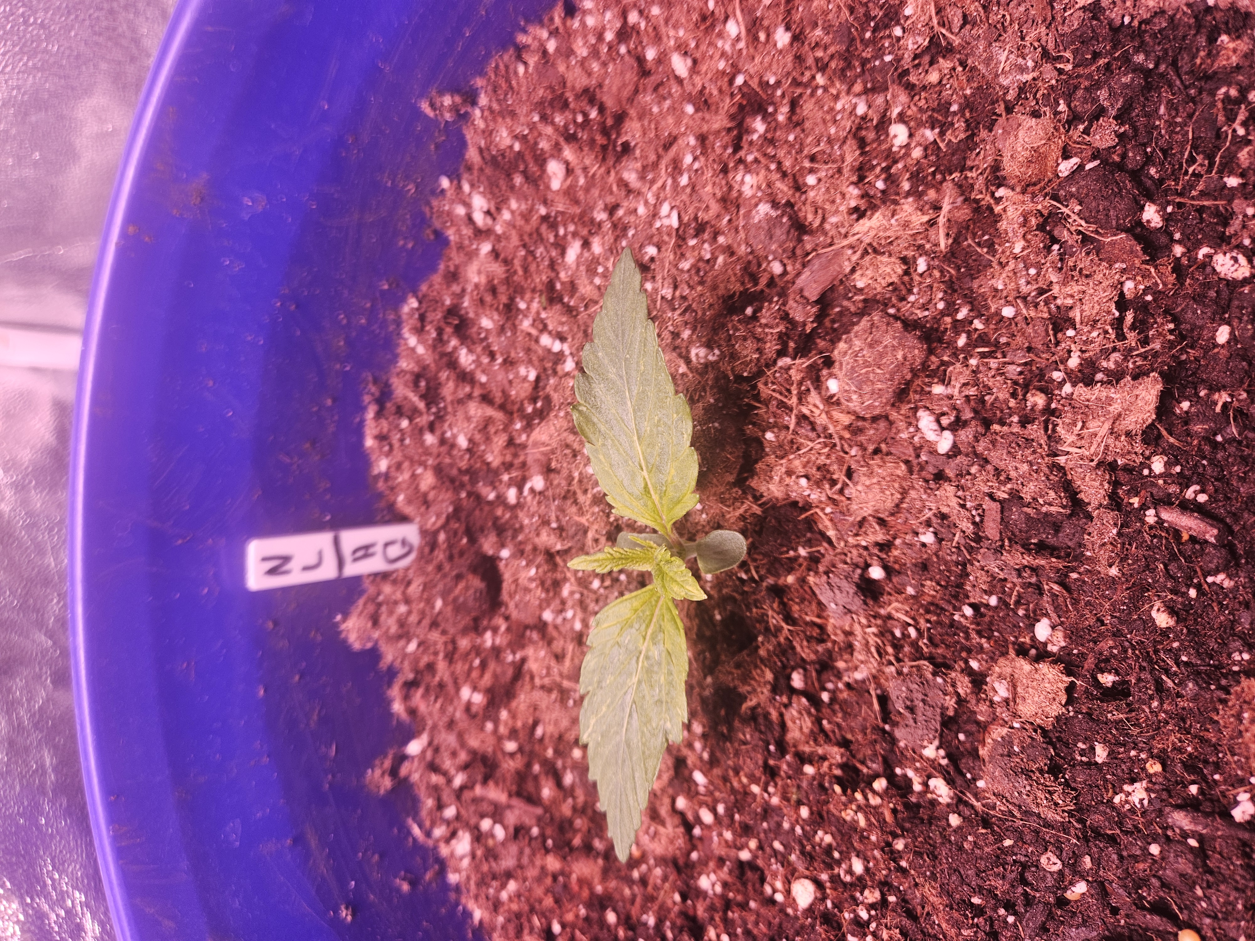 gary poppins — vegetative, day 24