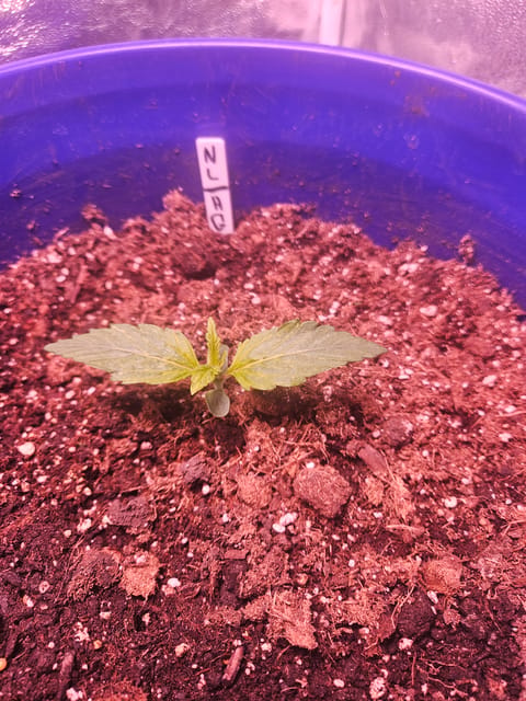 gary poppins — vegetative, day 24