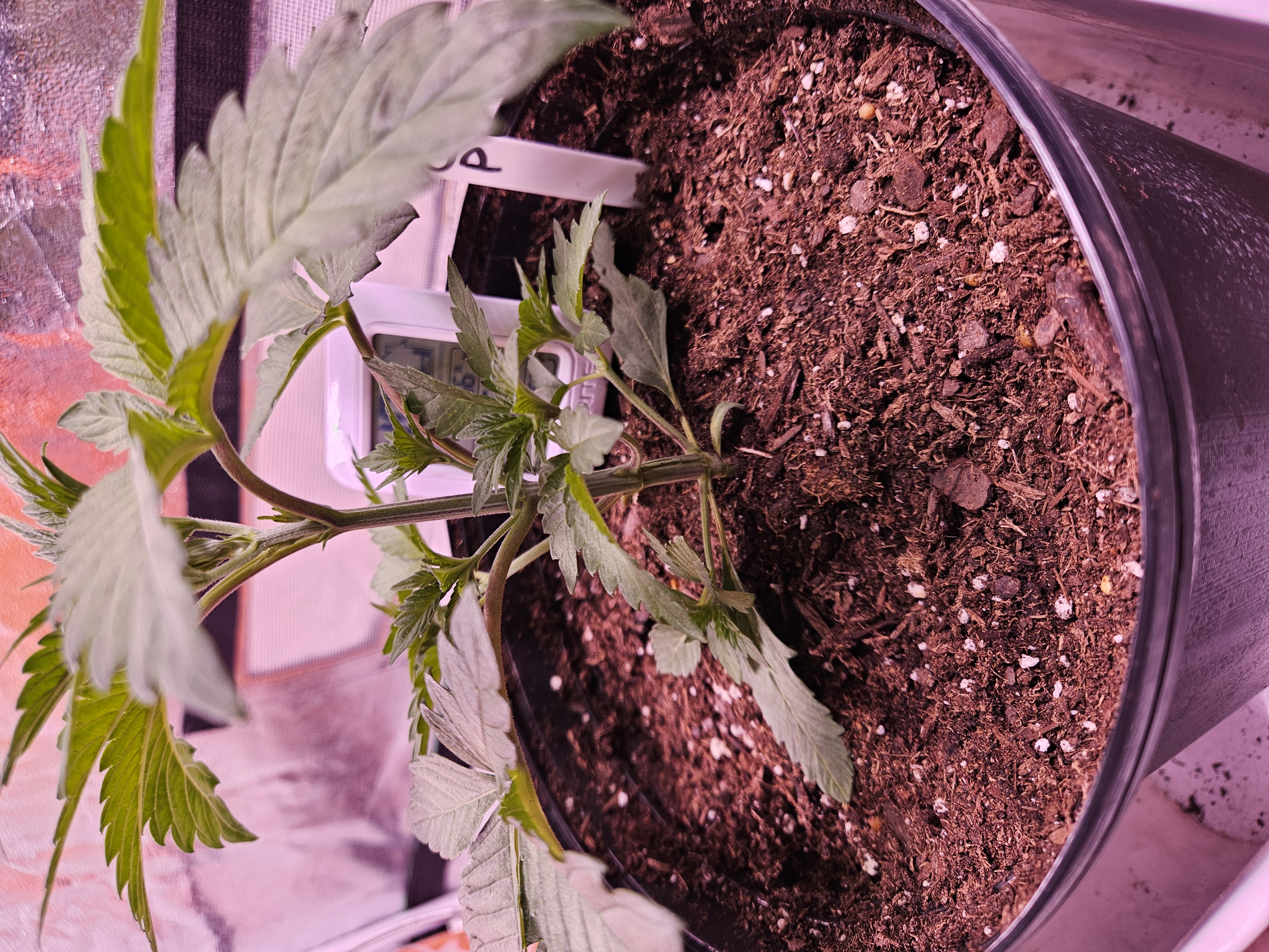 gary poppins — vegetative, day 26