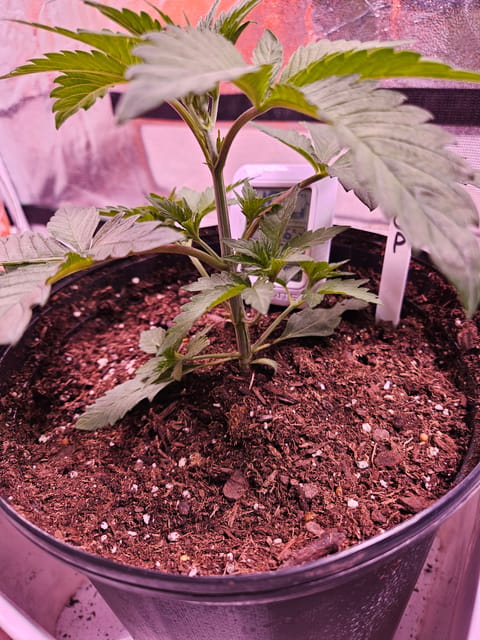 gary poppins — vegetative, day 26