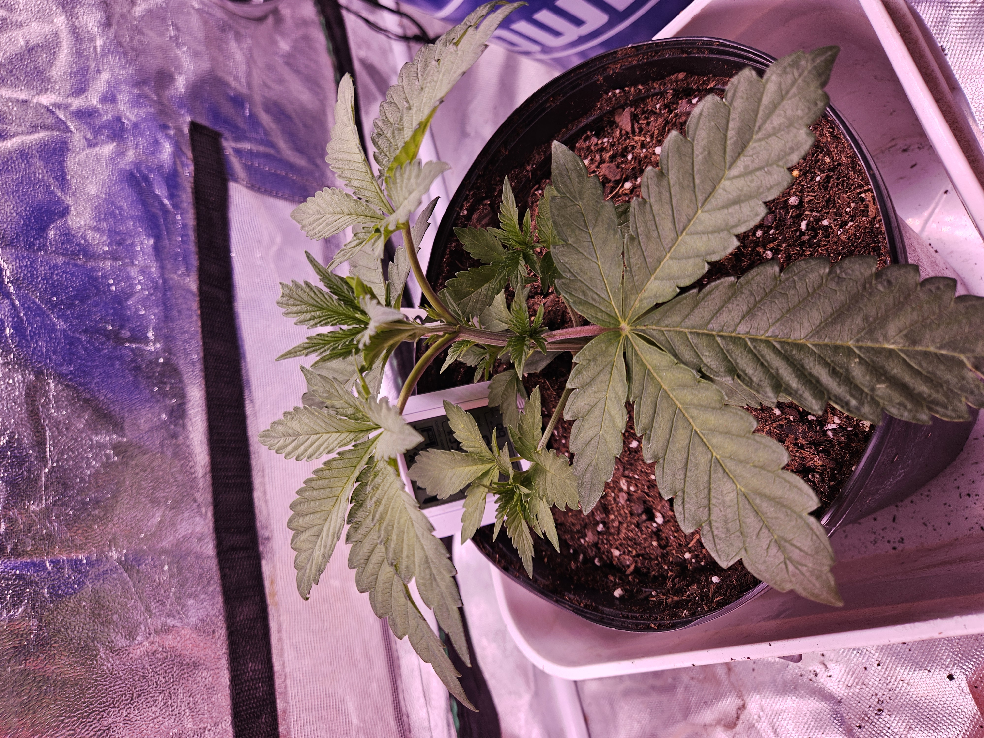 gary poppins — vegetative, day 26