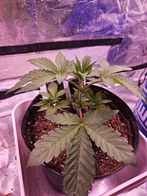 gary poppins — vegetative, day 26
