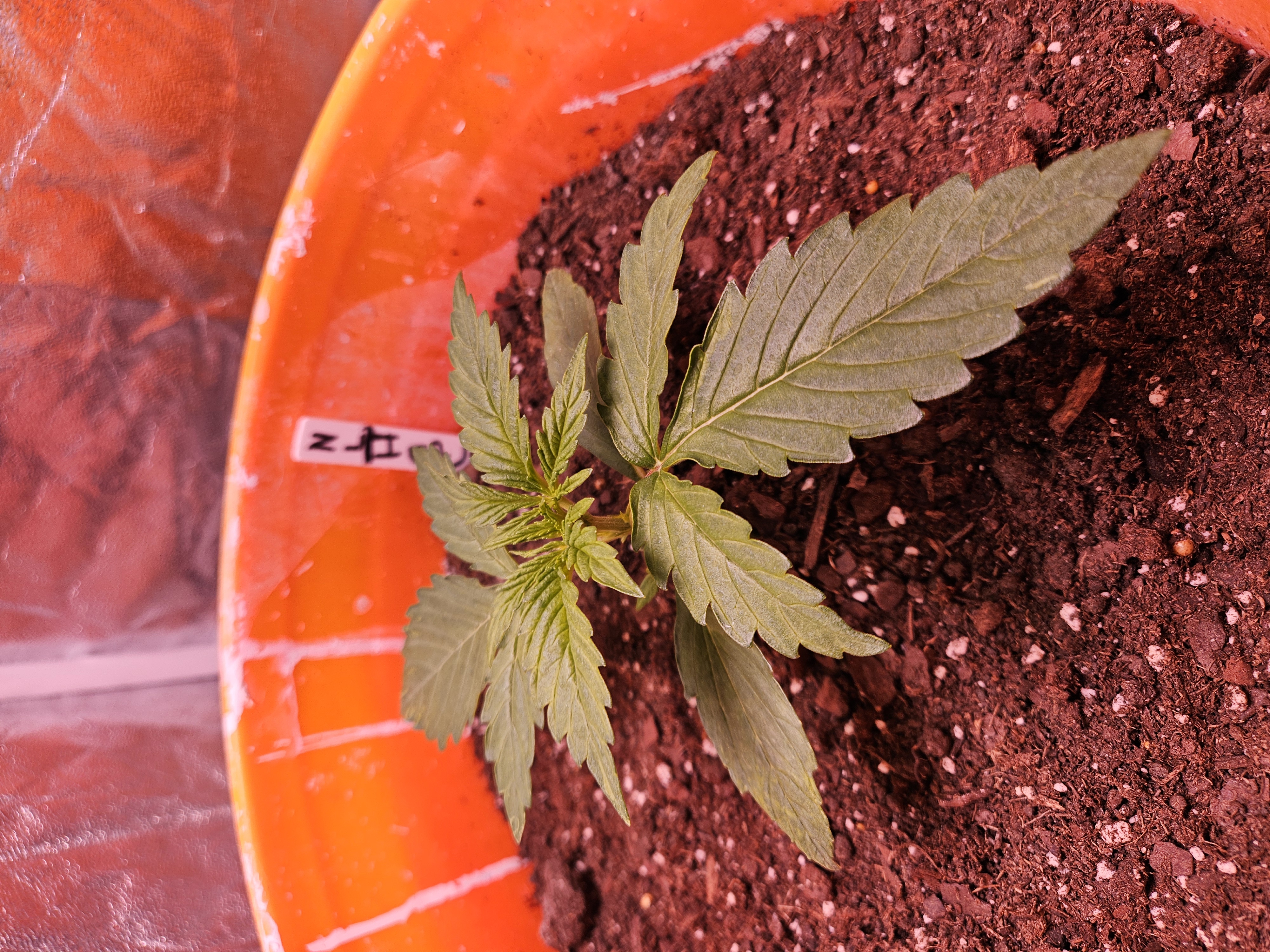 gary poppins — vegetative, day 26