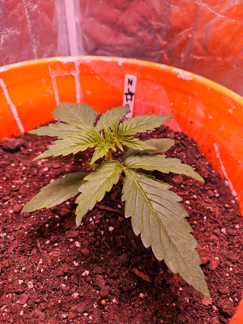 gary poppins — vegetative, day 26