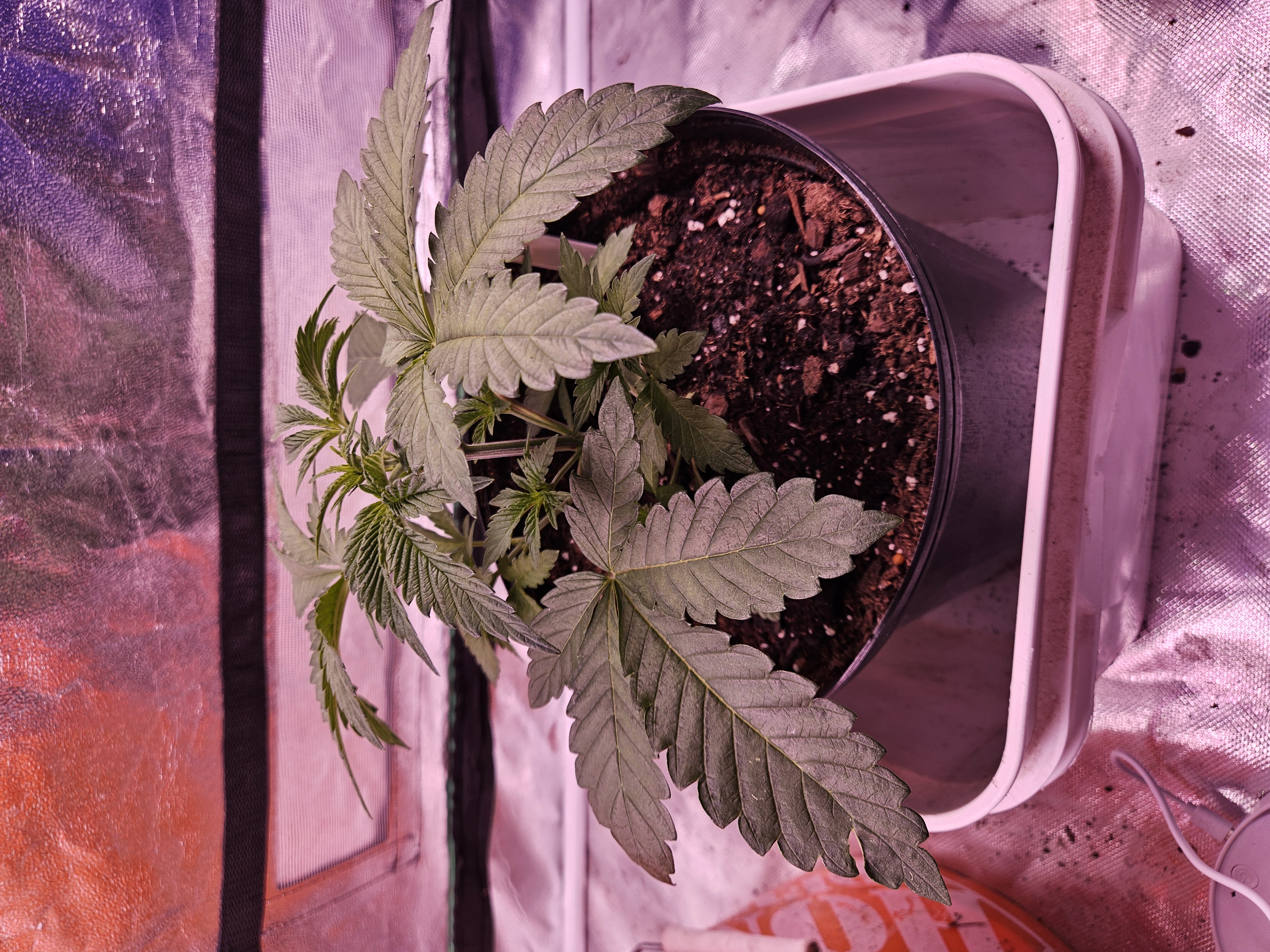 gary poppins — vegetative, day 27
