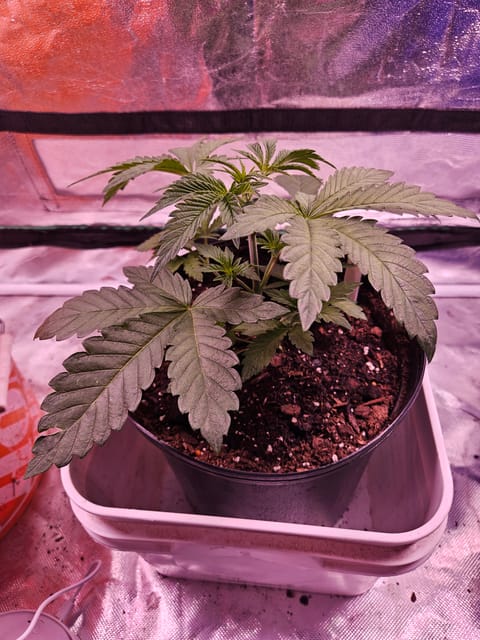 gary poppins — vegetative, day 27