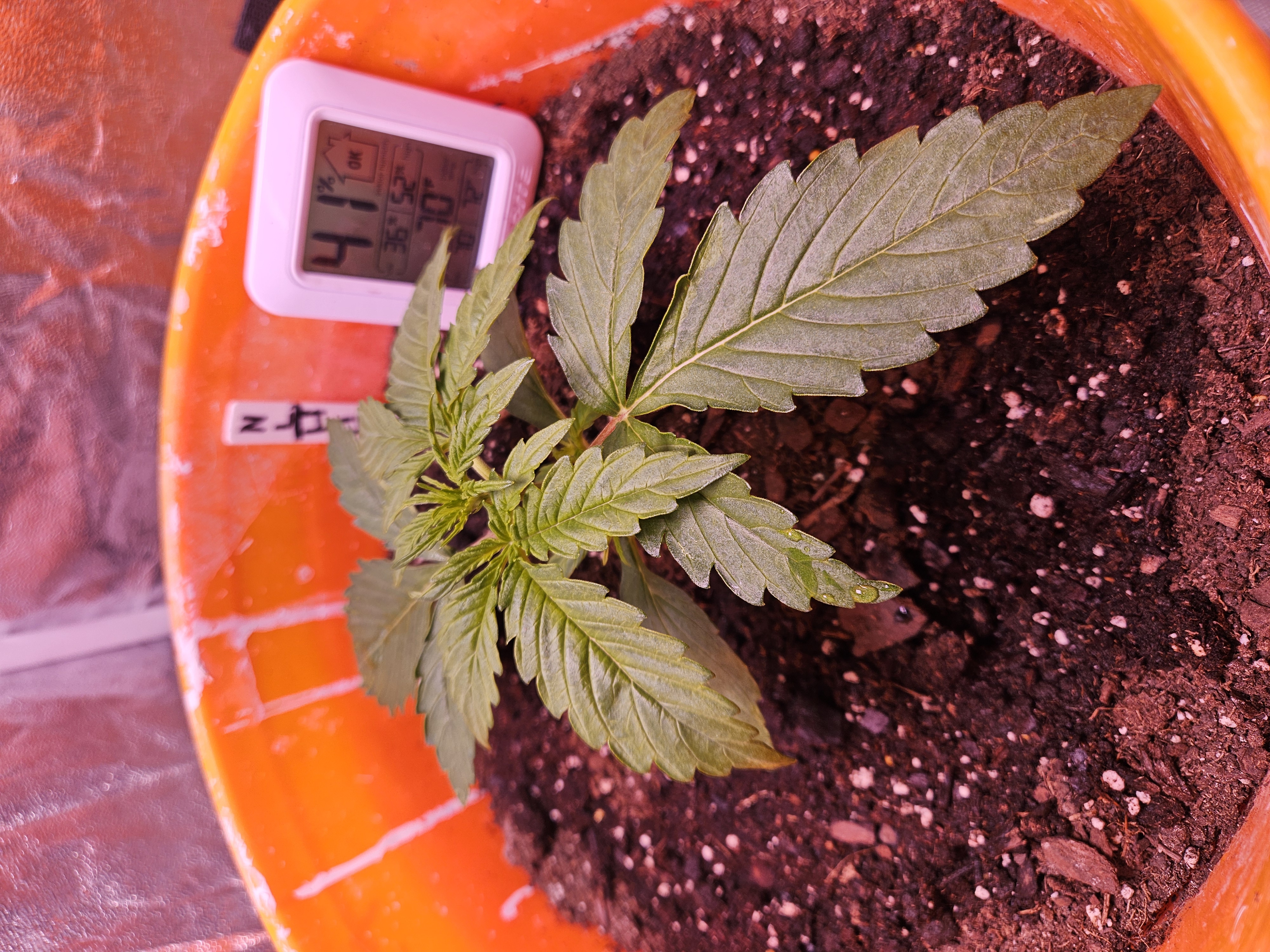 gary poppins — vegetative, day 27
