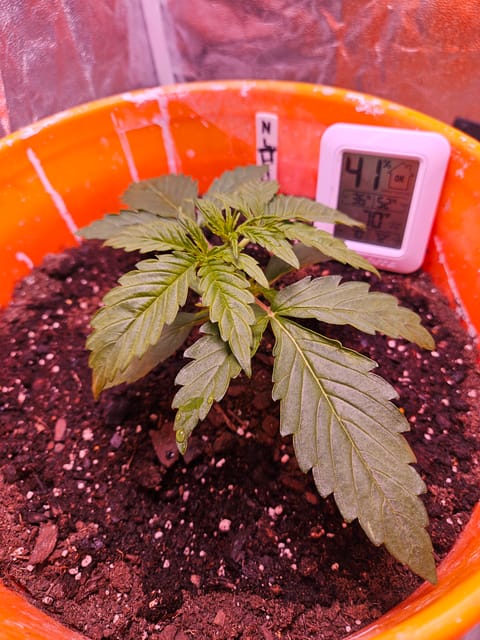 gary poppins — vegetative, day 27