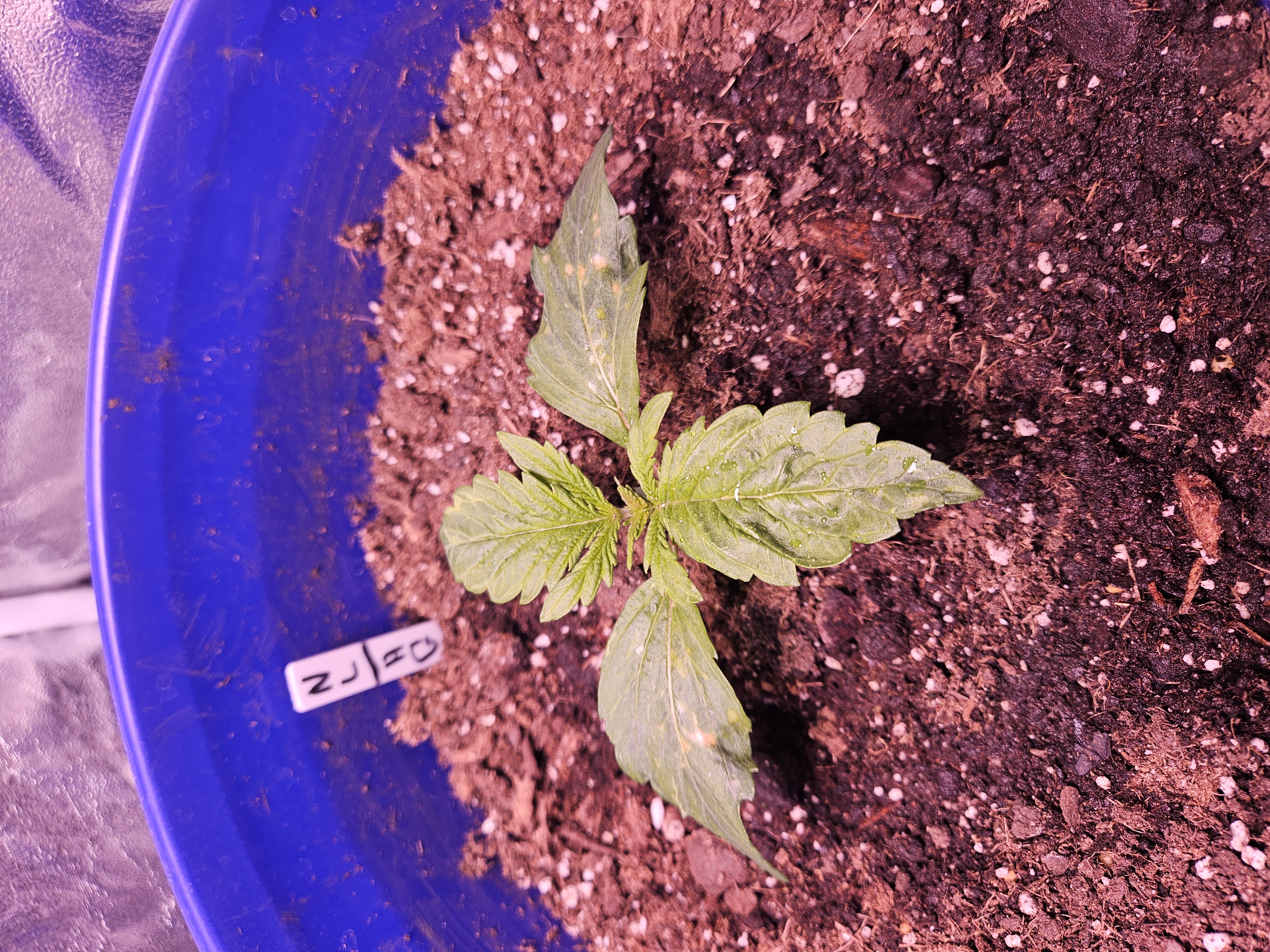 gary poppins — vegetative, day 27