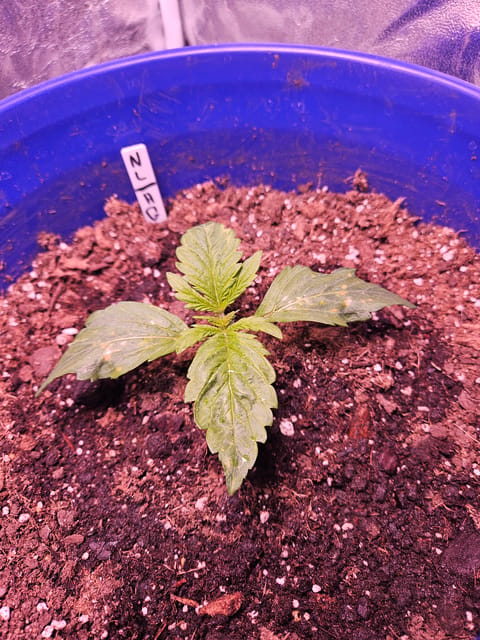 gary poppins — vegetative, day 27