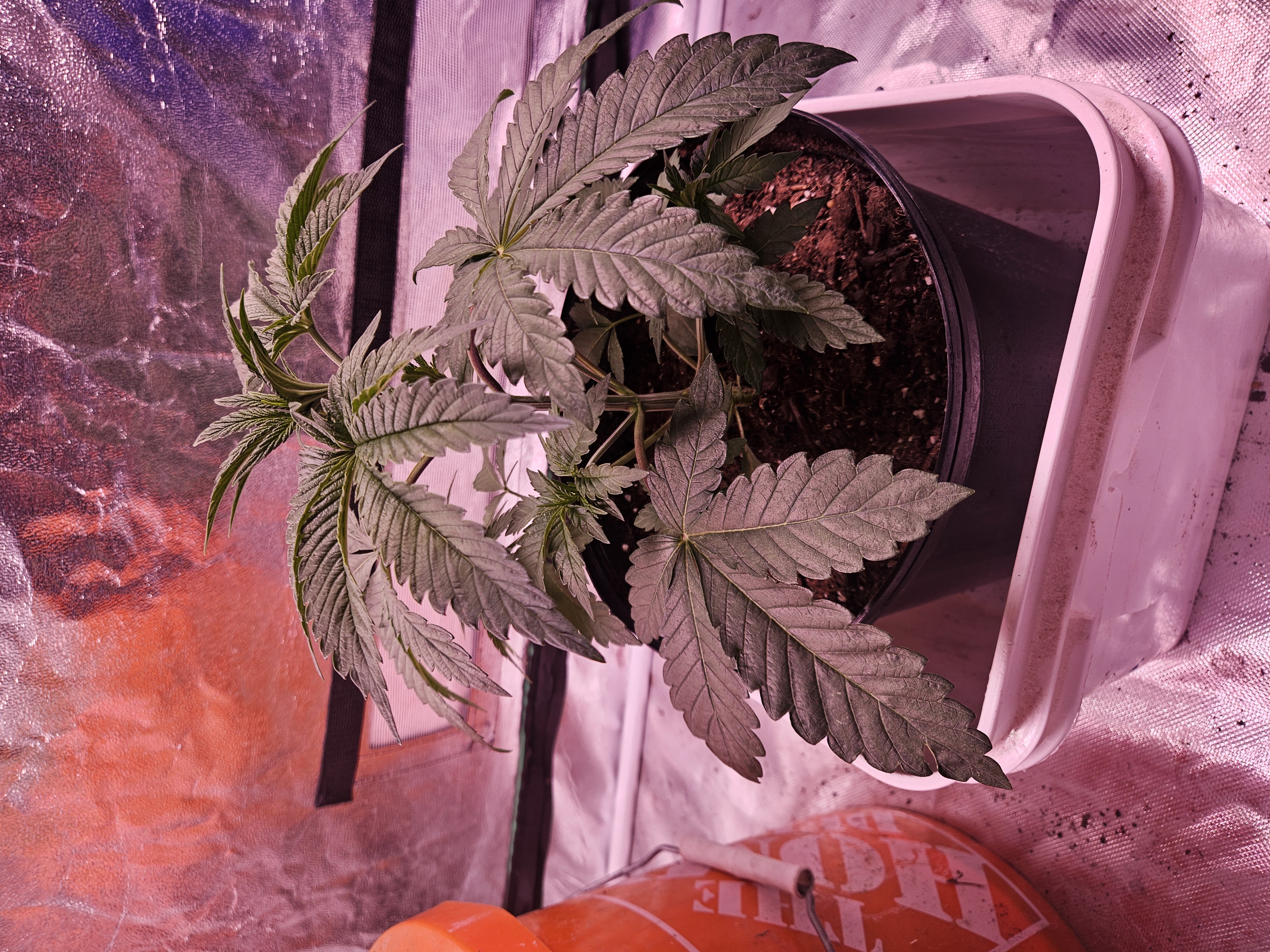gary poppins — vegetative, day 30