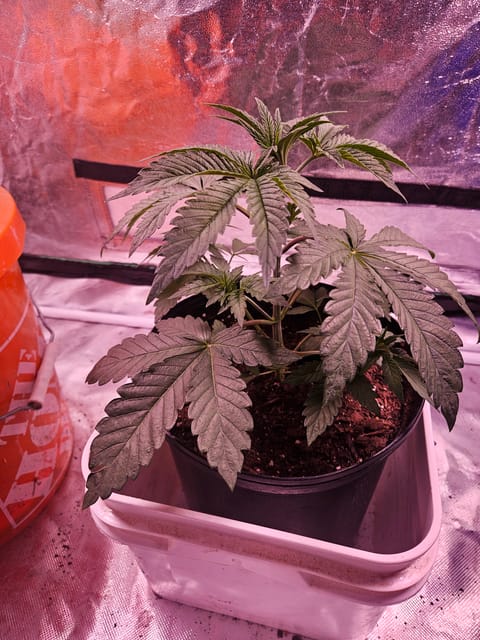 gary poppins — vegetative, day 30