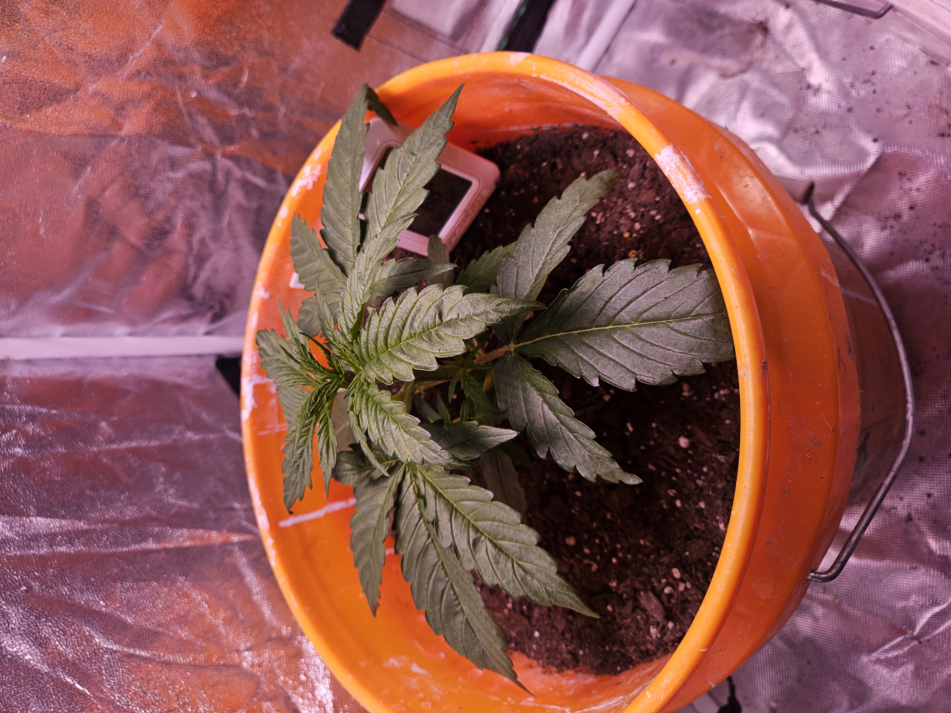 gary poppins — vegetative, day 30
