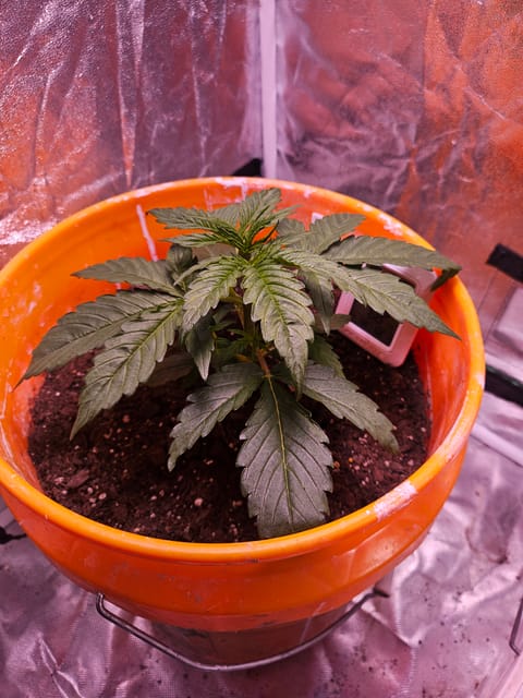gary poppins — vegetative, day 30
