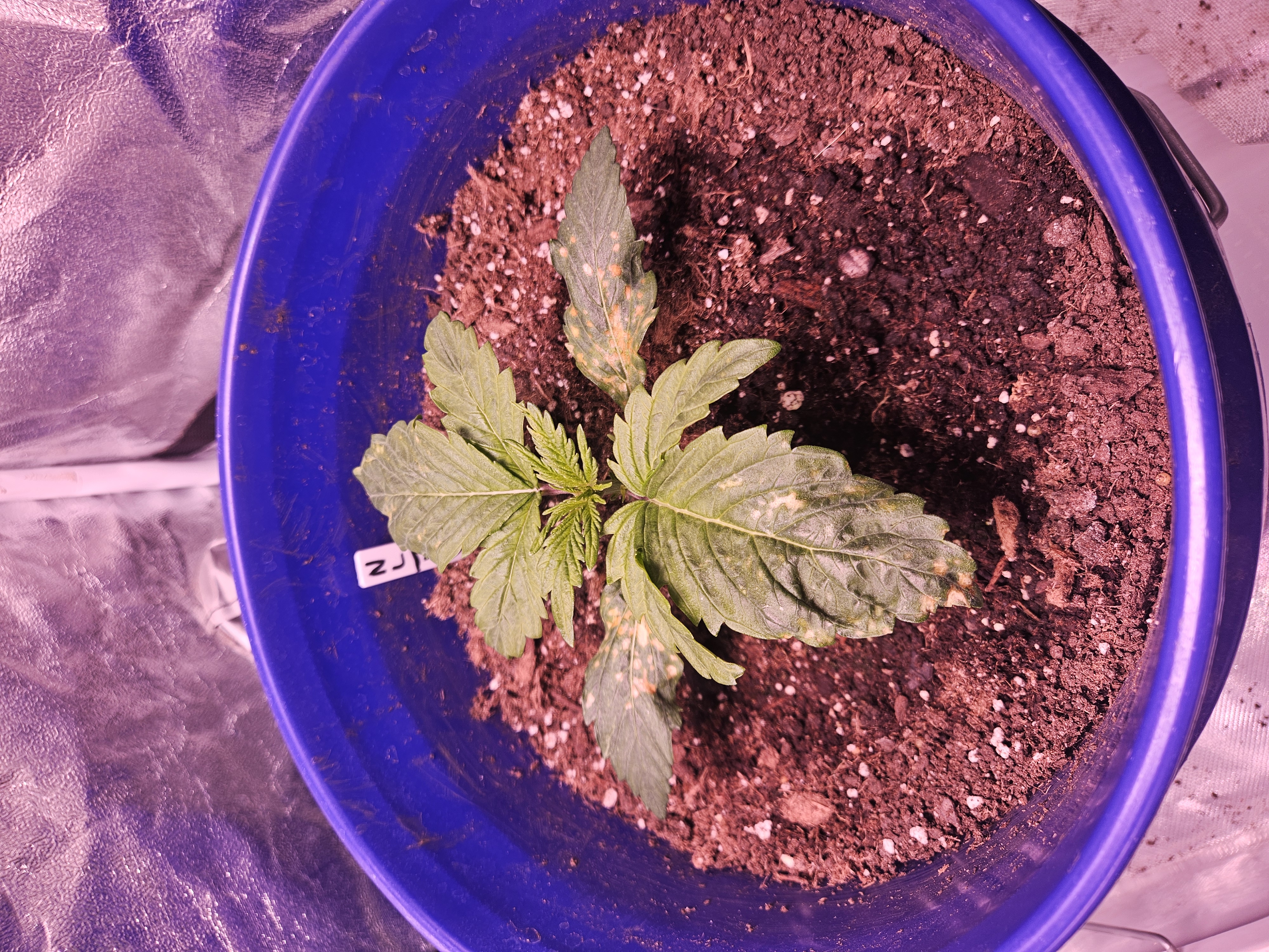 gary poppins — vegetative, day 30