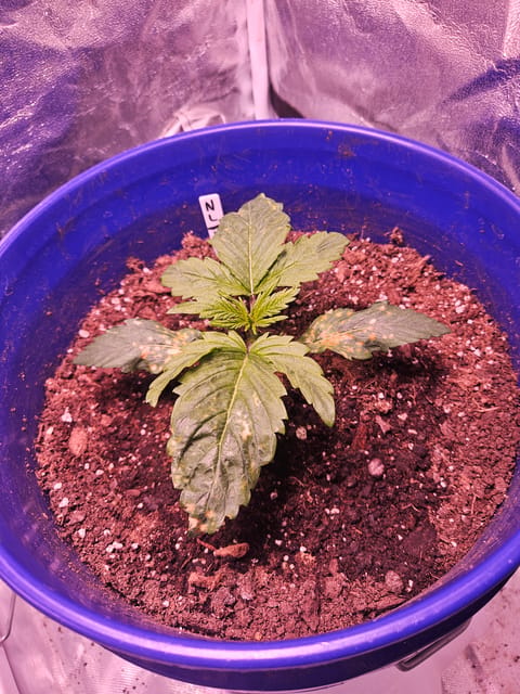 gary poppins — vegetative, day 30