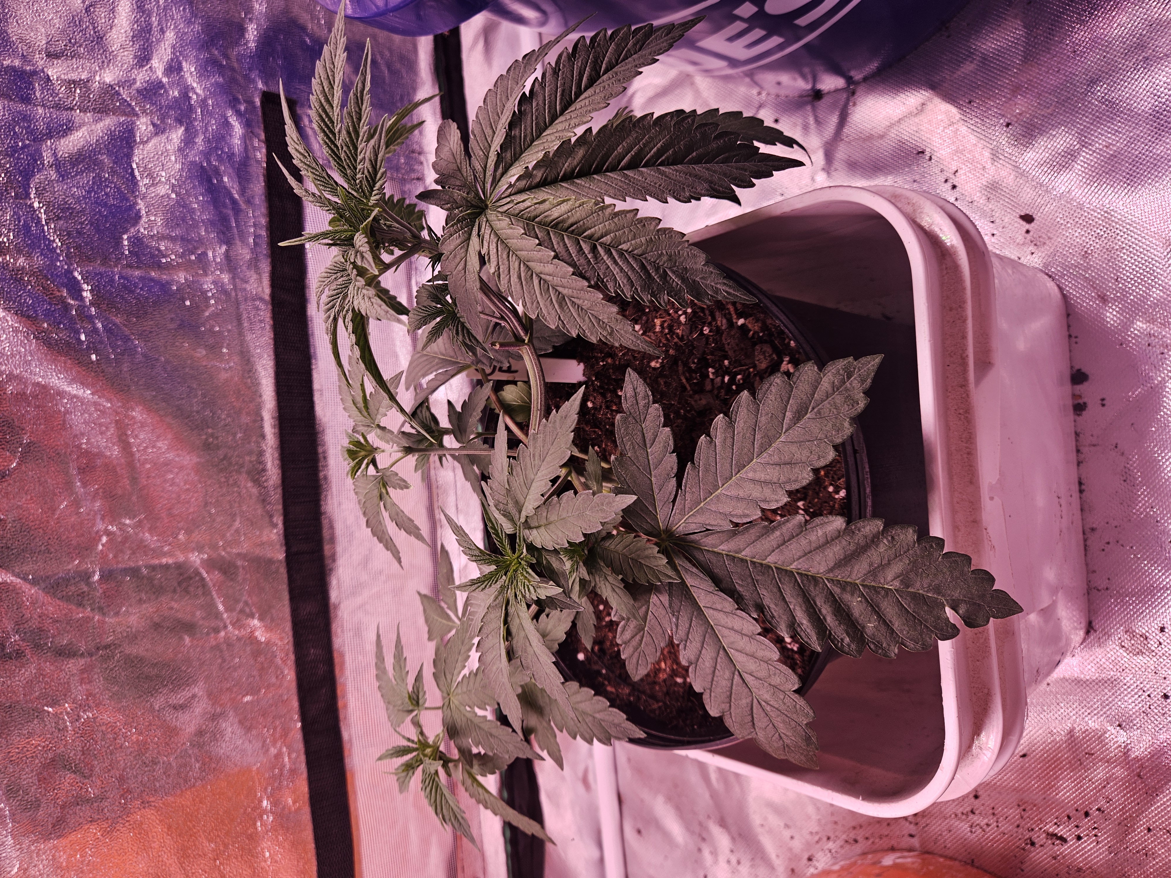 gary poppins — vegetative, day 33