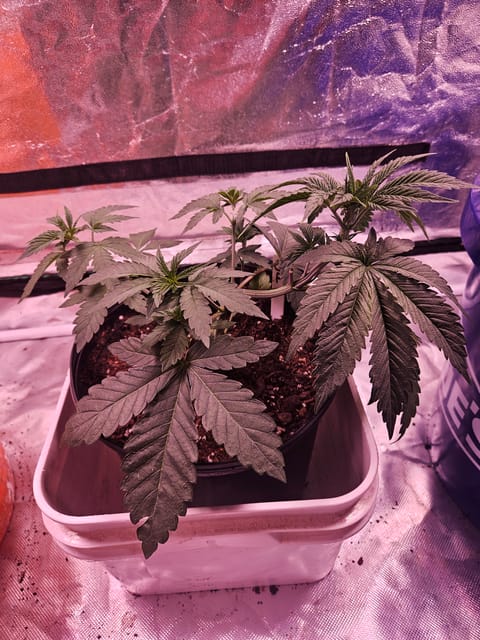 gary poppins — vegetative, day 33