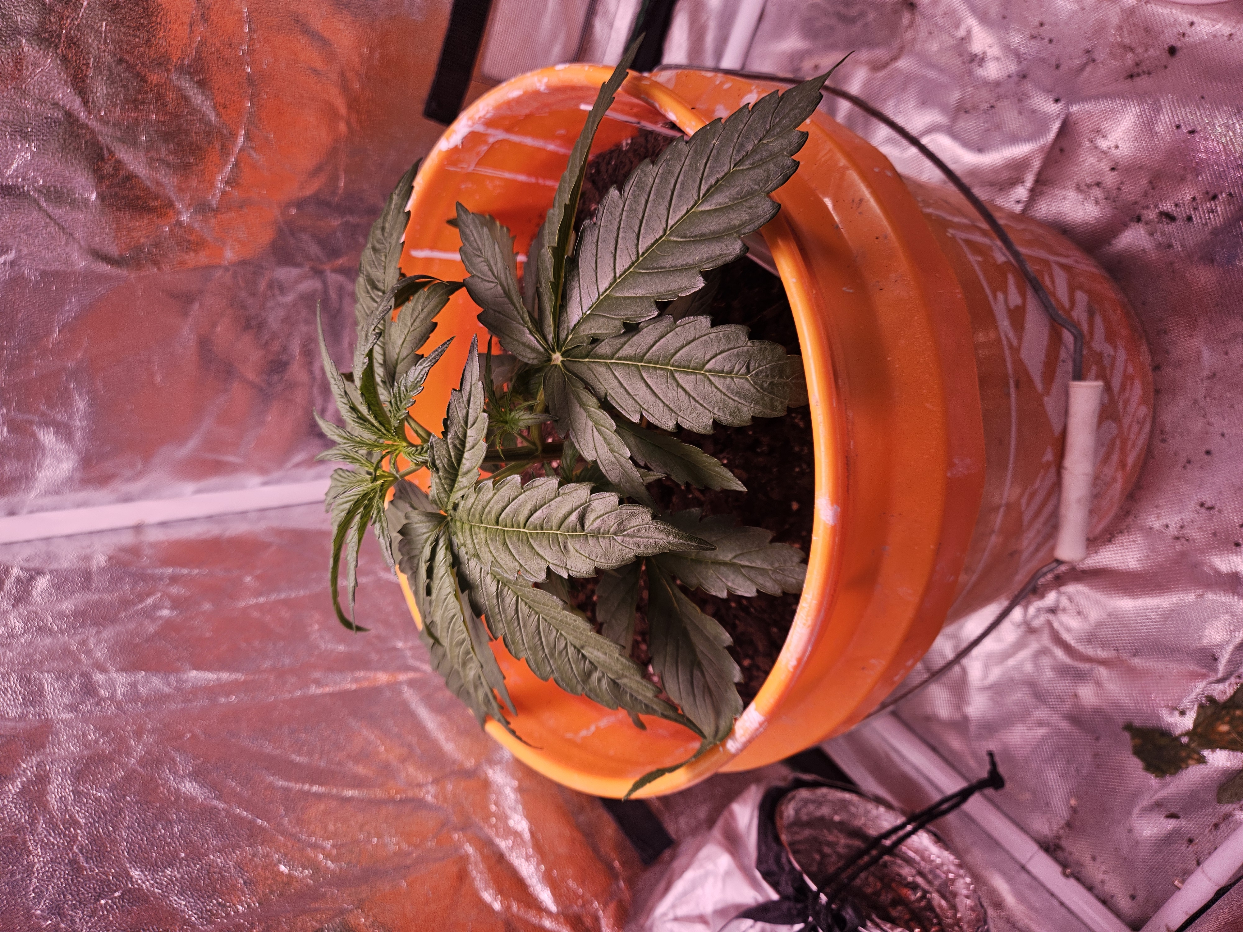 gary poppins — vegetative, day 33