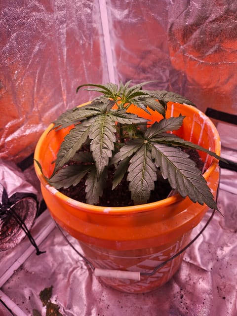 gary poppins — vegetative, day 33