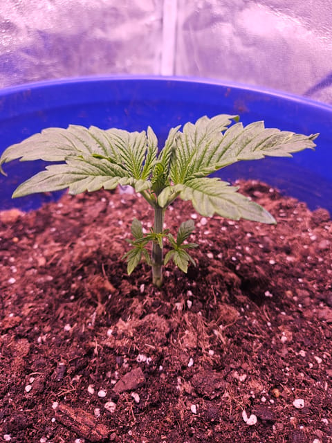 gary poppins — vegetative, day 33