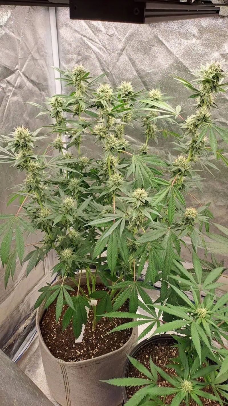 Killer Glue Indoor