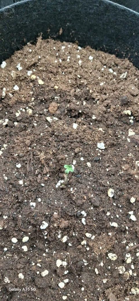 Zkittler OG Auto — seedling_rooting, day 1
