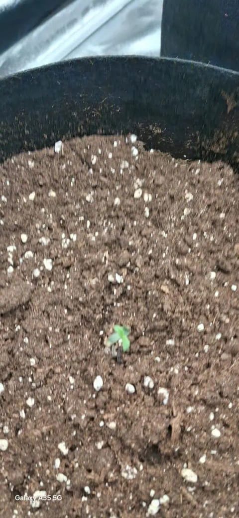 Zkittler OG Auto — seedling_rooting, day 1