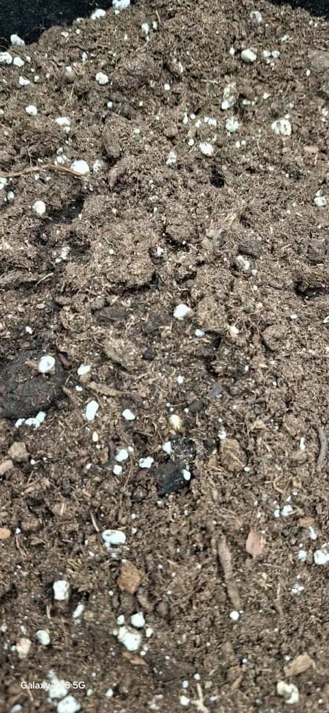 Zkittler OG Auto — seedling_rooting, day 1