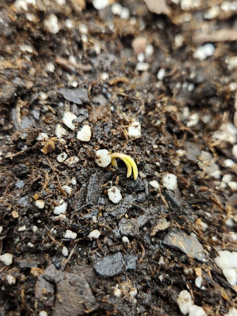 Autoflower grow. my first grow — seedling_rooting, day 3