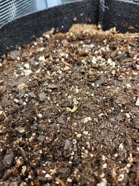 Autoflower grow. my first grow — seedling_rooting, day 3