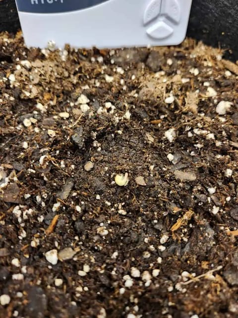 Autoflower grow. my first grow — seedling_rooting, day 3