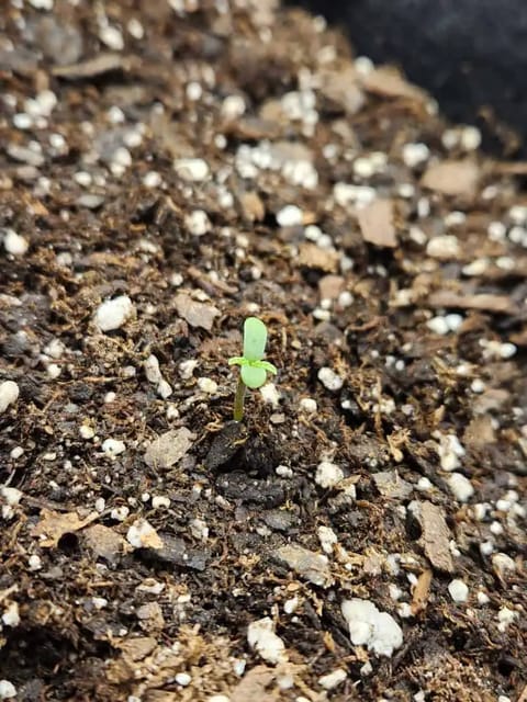 Autoflower grow. my first grow — seedling_rooting, day 4