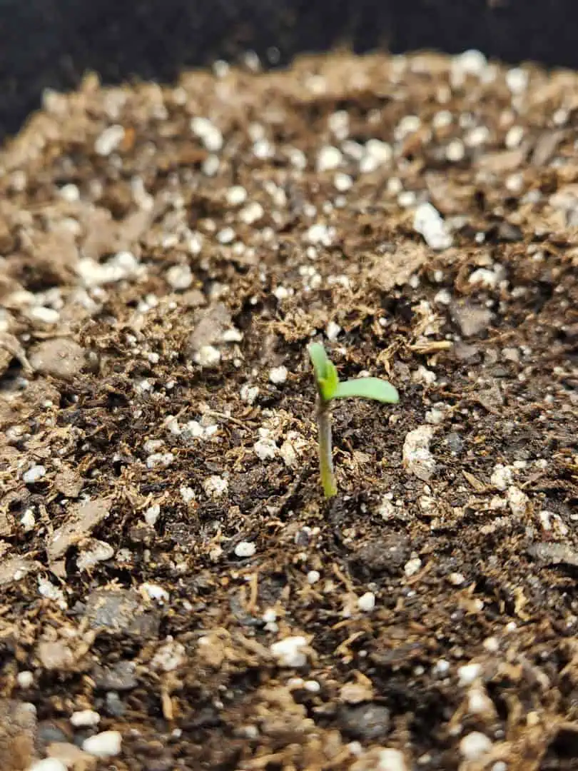 Autoflower grow. my first grow β seedling_rooting, day 4