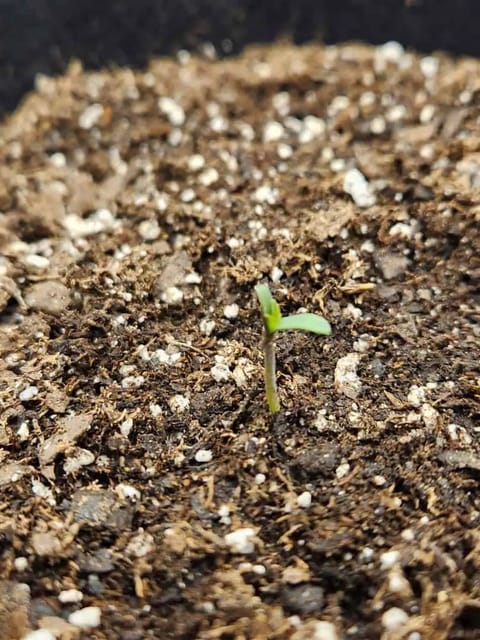 Autoflower grow. my first grow — seedling_rooting, day 4
