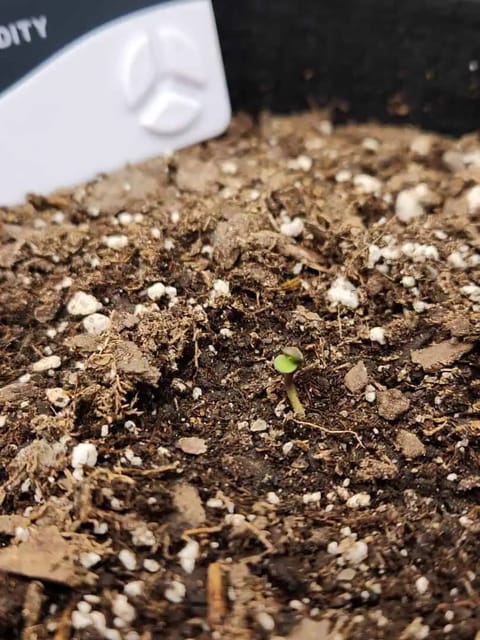 Autoflower grow. my first grow — seedling_rooting, day 4