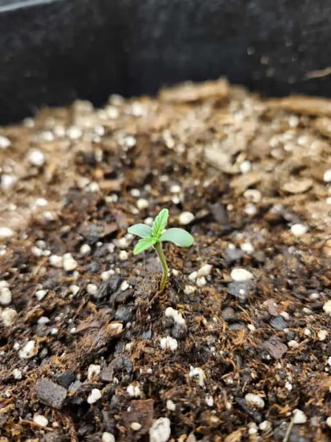 Autoflower grow. my first grow — seedling_rooting, day 5