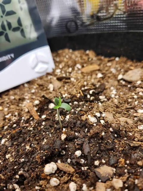 Autoflower grow. my first grow — seedling_rooting, day 5