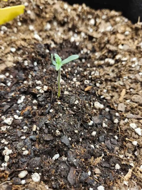 Autoflower grow. my first grow — seedling_rooting, day 5