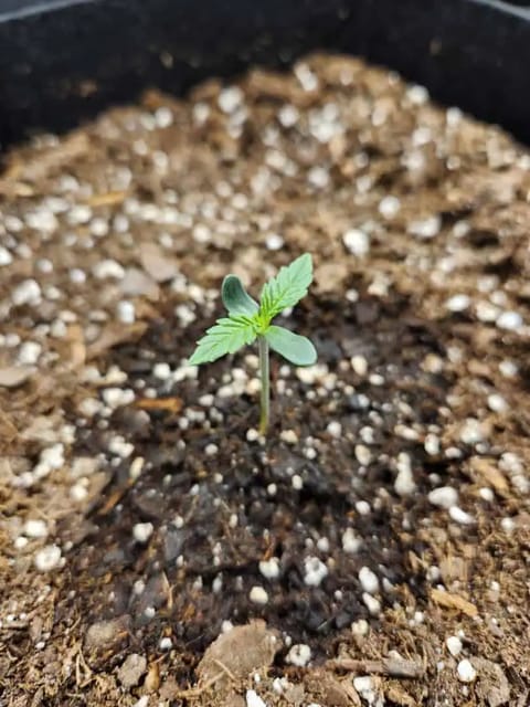Autoflower grow. my first grow — seedling_rooting, day 6