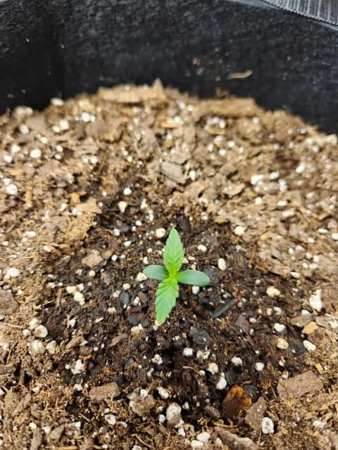 Autoflower grow. my first grow — seedling_rooting, day 6